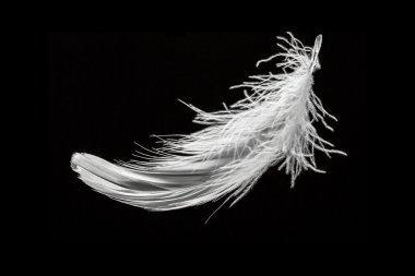 Siyah arkaplanda tüy 