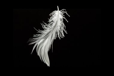 feather on black background  clipart