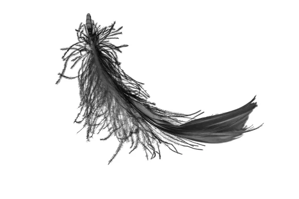 Чёрное лебединое перо — стоковое фото
