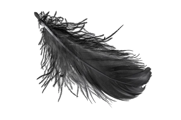 Plume de cygne noir — Photo
