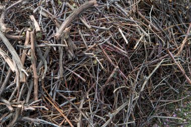 kuru dalları kesmek