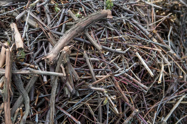 Trockene Äste abschneiden — Stockfoto