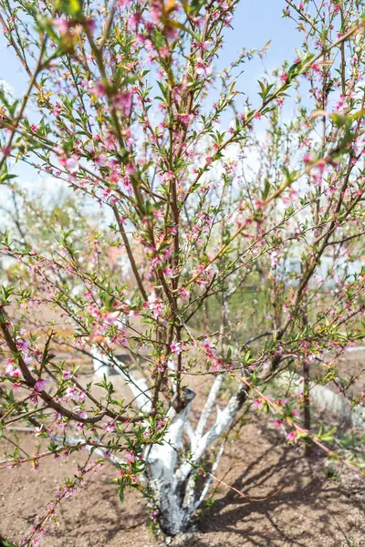 Baharda çiçek açan elma ağacı — Stok fotoğraf