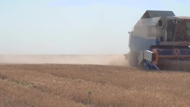 Maaidorser in het veld combineren — Stockvideo