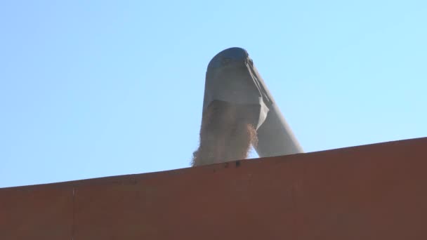 Combinare versamenti di grano nel camion-rimorchio . — Video Stock