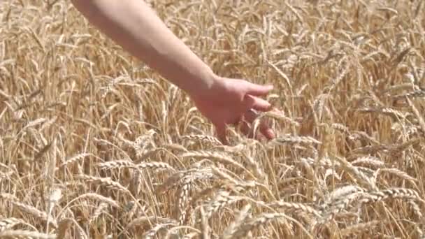 Mujer mano tocando espigas de trigo — Vídeo de stock