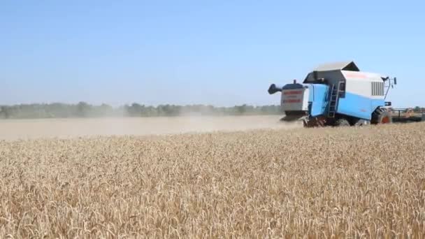 Maaidorser in het veld combineren — Stockvideo