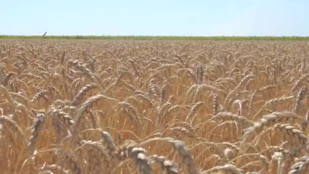 Un campo de trigo — Vídeos de Stock