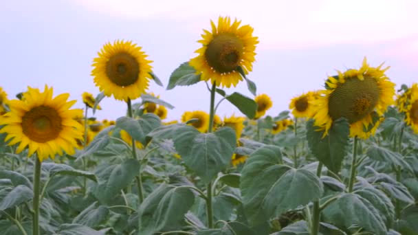 Fält gula solrosor — Stockvideo