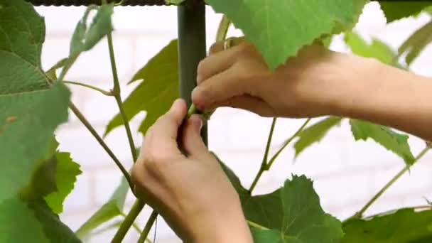 Frau kümmert sich um Trauben — Stockvideo