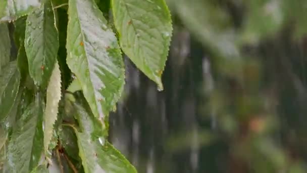 Yapraklarda düşen yağmur damlaları — Stok video