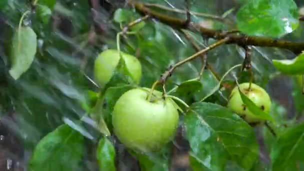 Pommes sur les branches d'un pommier sous la pluie — Video