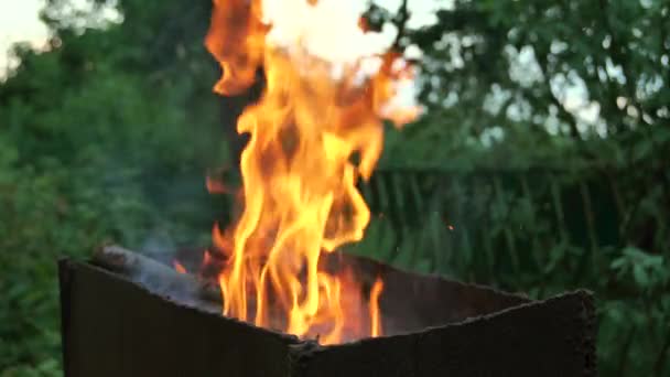 Bright burning wood — Stock Video