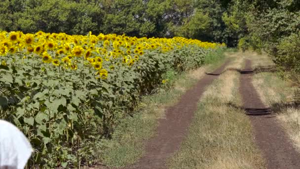 Vrouw loopt over de weg in de buurt van een veld met zonnebloemen — Stockvideo