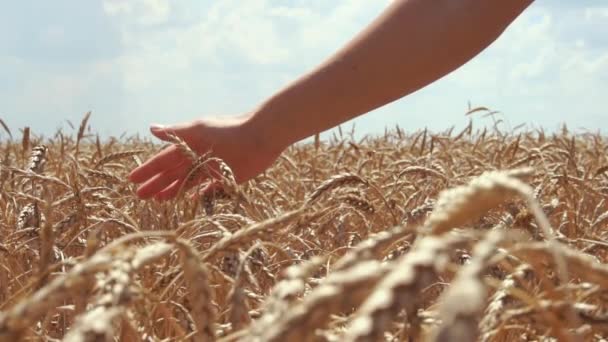 Kadın el buğday kulakları dokunmadan — Stok video