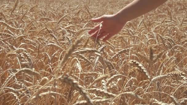 Mujer mano tocando espigas de trigo — Vídeos de Stock