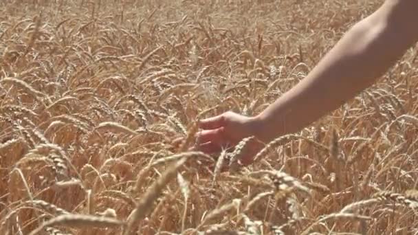 Mujer mano tocando espigas de trigo — Vídeos de Stock