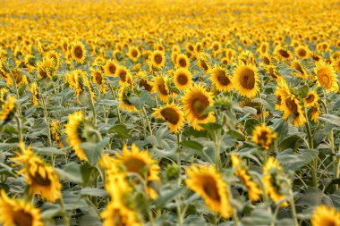 parlak sarı ayçiçeği