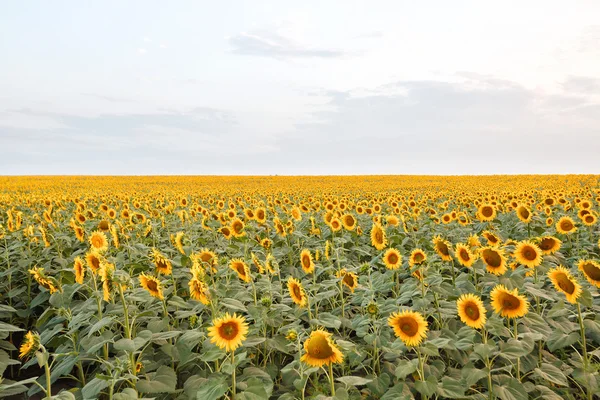 Bright yellow sunflowers — Stock Photo, Image