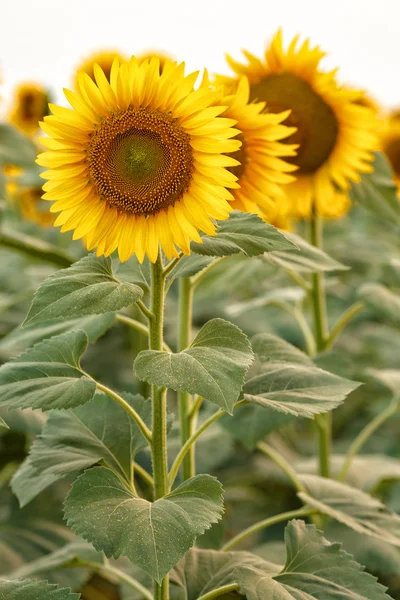 Bright yellow sunflowers — Stock Photo, Image