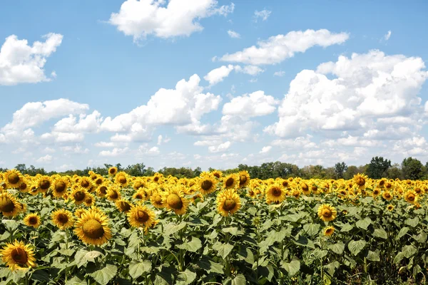 Bright yellow sunflowers — Stock Photo, Image