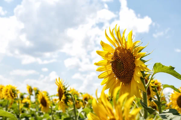 Bright yellow sunflowers — Stock Photo, Image