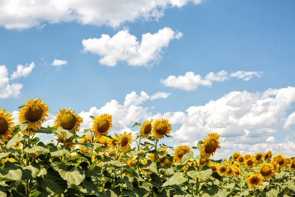 Bright yellow sunflowers — Stock Photo, Image