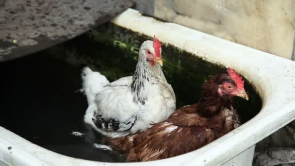 Two chickens in water — Stock Video