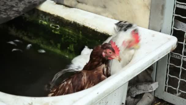 Dos pollos en agua — Vídeo de stock