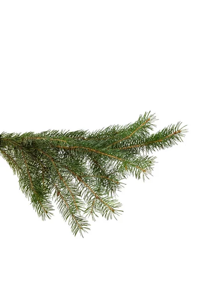 Zöld fenyő ág elszigetelt fehér, karácsony — Stock Fotó