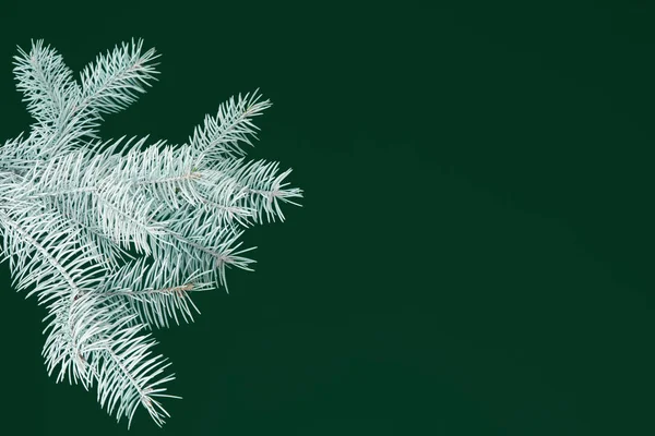 White fir branch isolated on green background, — Stock Photo, Image