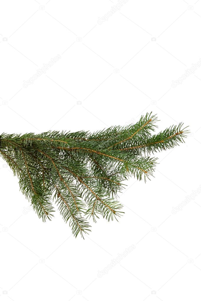 green fir branch isolated on white, christmas