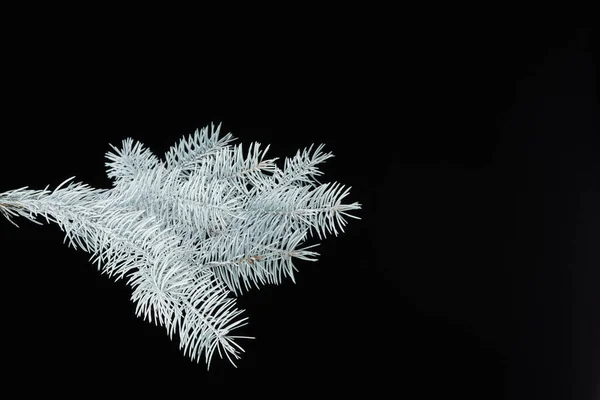 Siyah arkaplanda beyaz köknar dalı izole — Stok fotoğraf