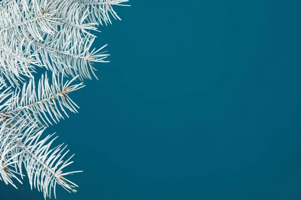 White fir branch isolated on blue background — Stock Photo, Image