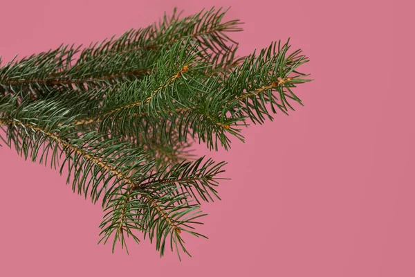 Green fir branch isolated on pink background — Stock Photo, Image