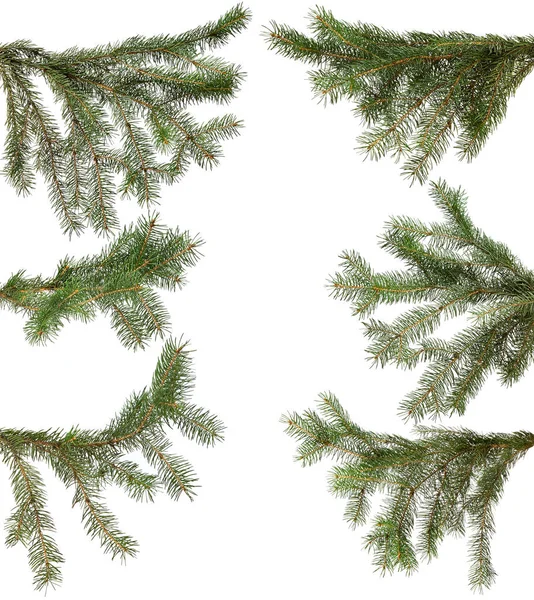 Green fir branch isolated on white background Stock Photo