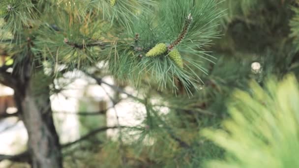 Branche verte de pin avec jeune cône — Video