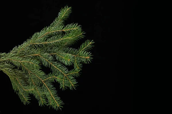 Green fir branch isolated on black background — Stock Photo, Image