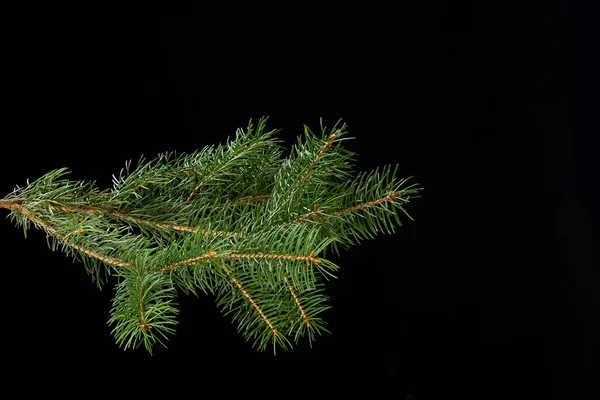 Green fir branch isolated on black background — Stock Photo, Image