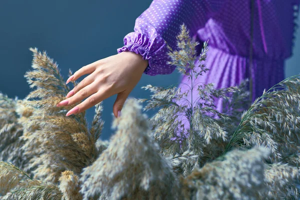 Die weibliche Hand hält das Pampasgras. Mädchen mit Schilfrohr — Stockfoto