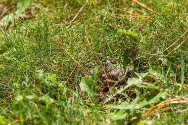  Kurbağa çimenlerin üzerinde