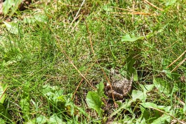  Kurbağa çimenlerin üzerinde