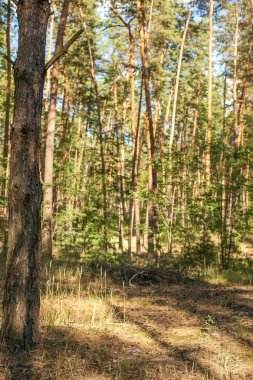 çam ormanı, pinewood