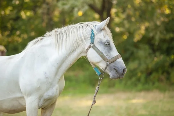 Retrato de Cavalo — Fotografia de Stock