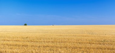 buğday alanları