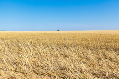 buğday alanları