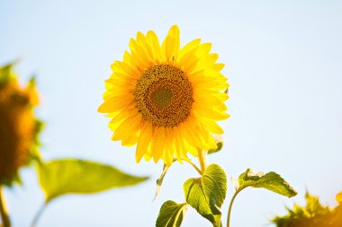 parlak sarı ayçiçeği