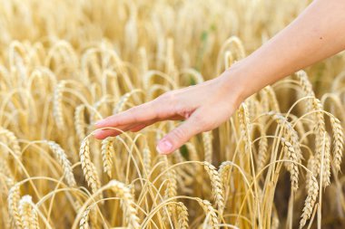 Kadın eli buğdaya dokunuyor