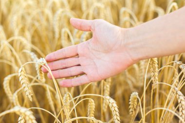 Kadın eli buğdaya dokunuyor