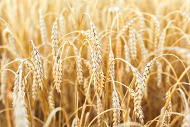 Kadın eli buğdaya dokunuyor